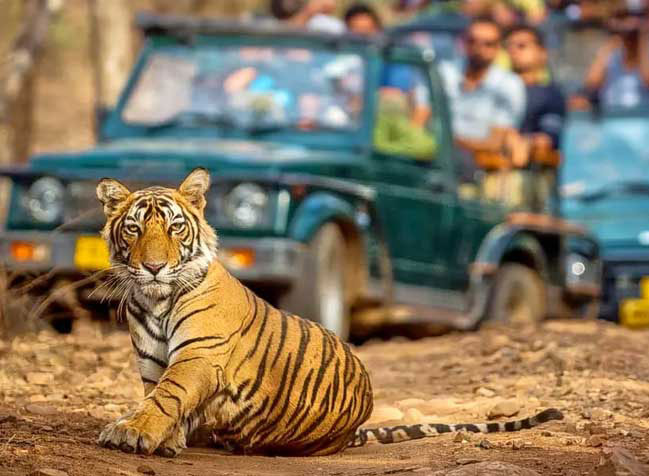 Safari Booking